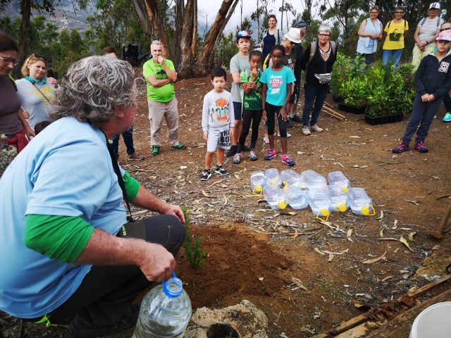 Plantacionfirgas