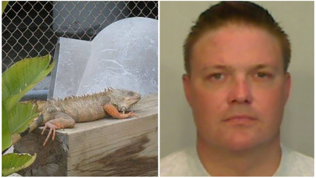 Un Preso Que Realizaba Labores Comunitarias En Un Zoo Fue Pillado Alimentando A Los Cocodrilos Con Iguanas Que Cogía Del Recinto 1 Preso