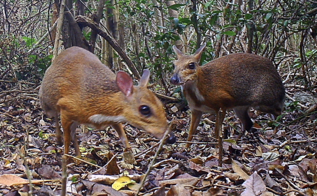 Fotografían Un 'Ciervo-Ratón' Una Especie De Mamífero Que No Había Sido Visto En 25 Años 1 Captura De Pantalla 2019 11 12 A Las 9.53.56