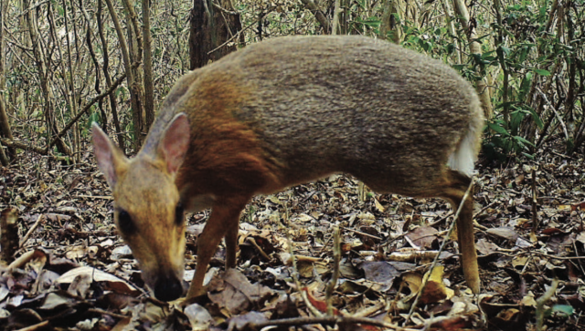 Fotografían Un 'Ciervo-Ratón' Una Especie De Mamífero Que No Había Sido Visto En 25 Años 2 Captura De Pantalla 2019 11 12 A Las 9.54.09