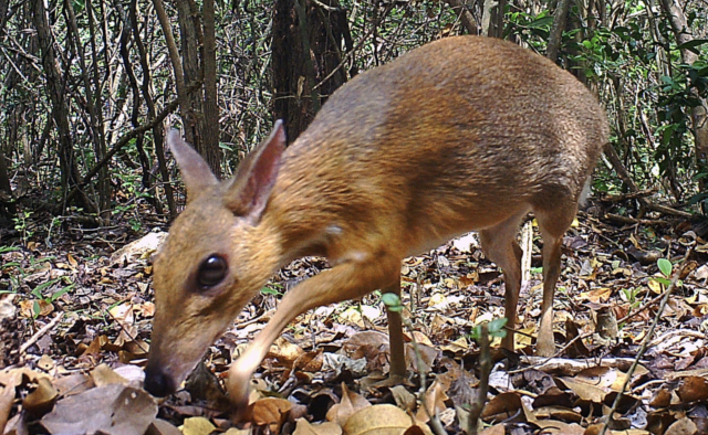 Fotografían Un 'Ciervo-Ratón' Una Especie De Mamífero Que No Había Sido Visto En 25 Años 3 Captura De Pantalla 2019 11 12 A Las 9.54.18