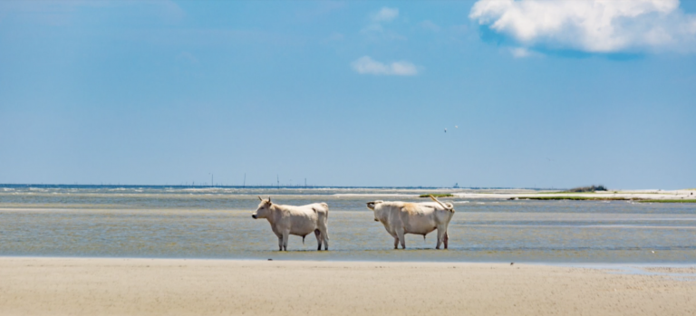 Localizan con vida a tres vacas que fueron arrastradas mar adentro el pasado mes de septiembre durante el Huracán Dorian