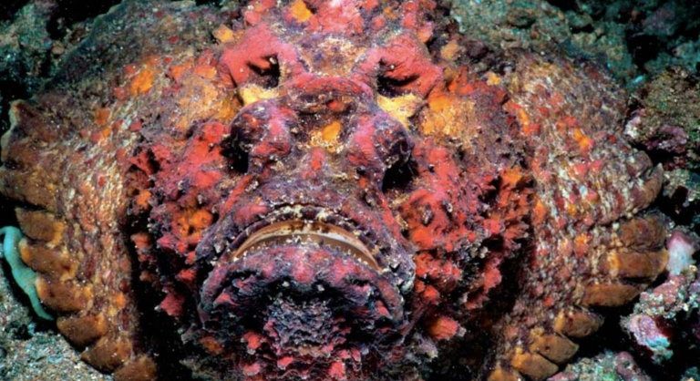 Las 10 especies más mortíferas que habitan en nuestros océanos