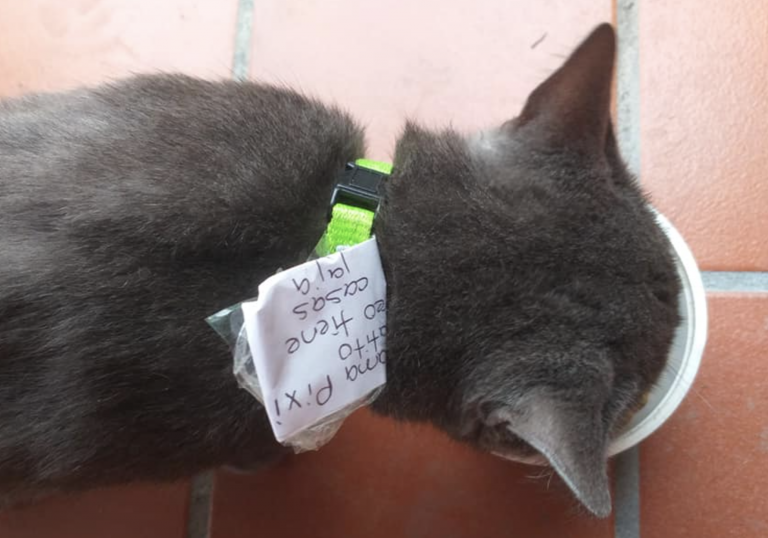 Doble vida: la historia de un gato que vivía en dos casas sin saberlo sus dueños
