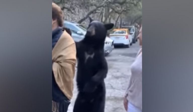 Un oso salvaje acaricia cariñosamente el pelo de una mujer