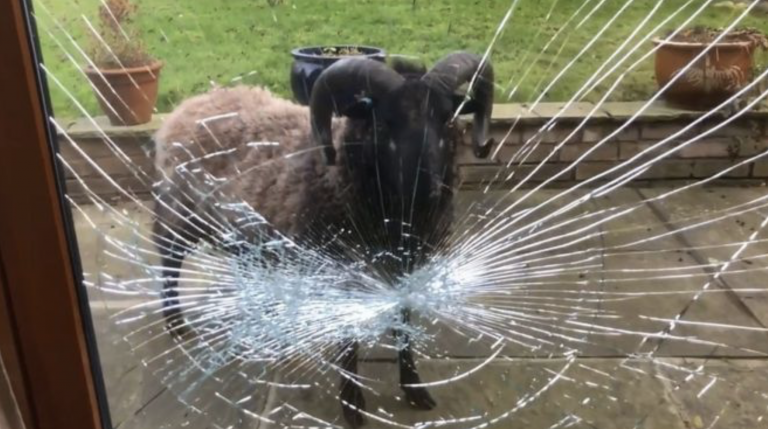 Una cabra destroza los cristales de una casa tras verse reflejada en ellos