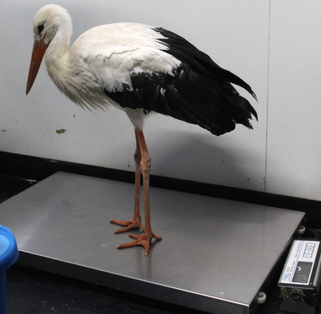 Daisy Being Weighed V1