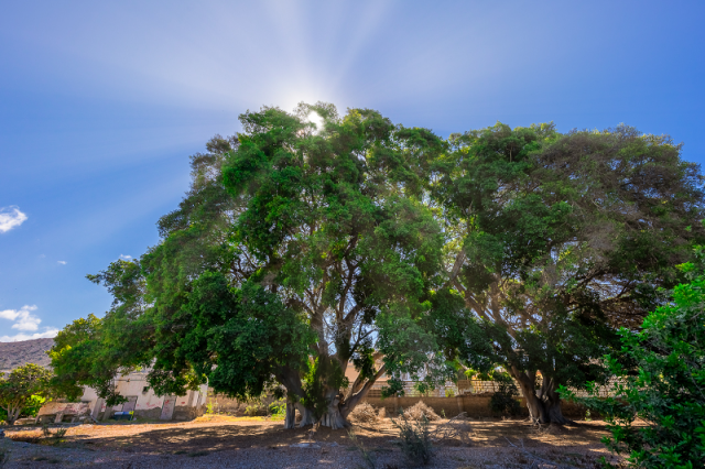 Laurel De Indias De Pajar Más Copa Y Más Grueso