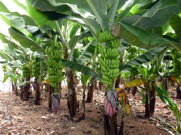 Gáldar celebra un Encuentro Europeo de Productores de Plátano Ecológico y una fiesta dedicada este cultivo