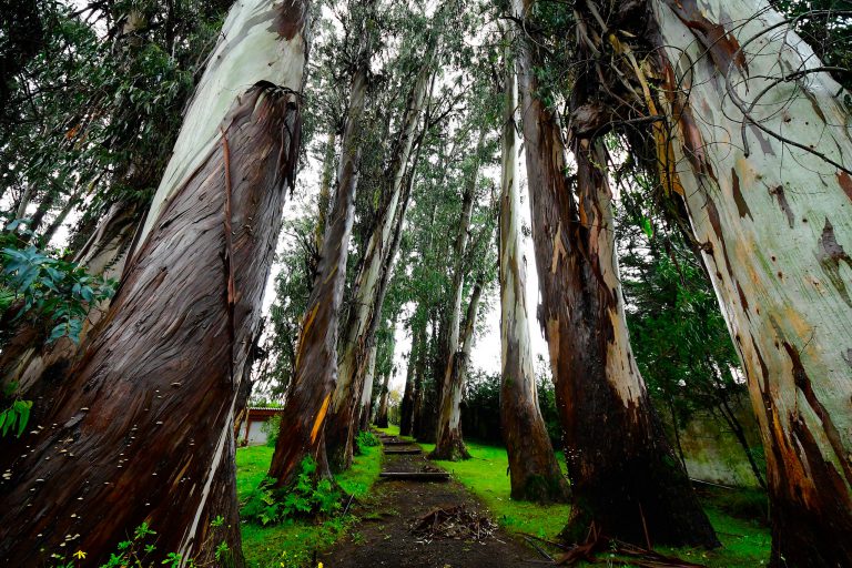 Reforesta logra plantar casi 4.000 árboles en toda España