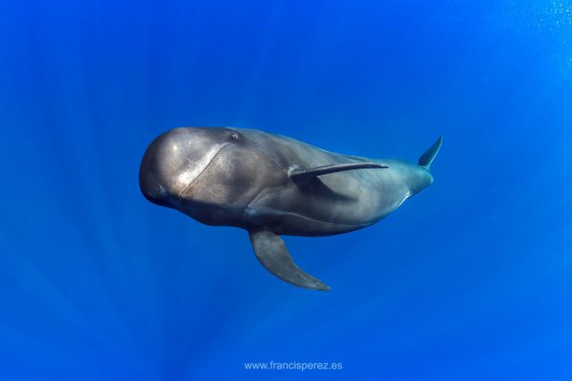 ballena