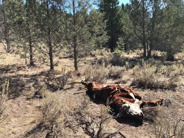 Misterio en la granja: aparecen cinco toros desmembrados y sin una gota de sangre