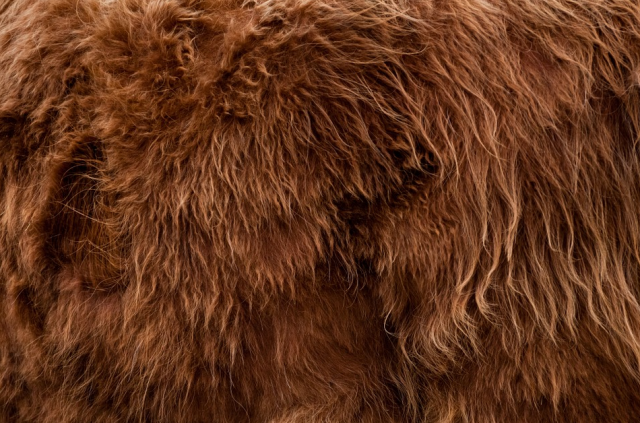 Pelos