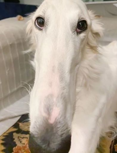Perro