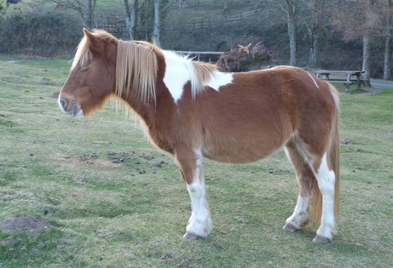 Acusan a un perro de devorar al pony de una familia