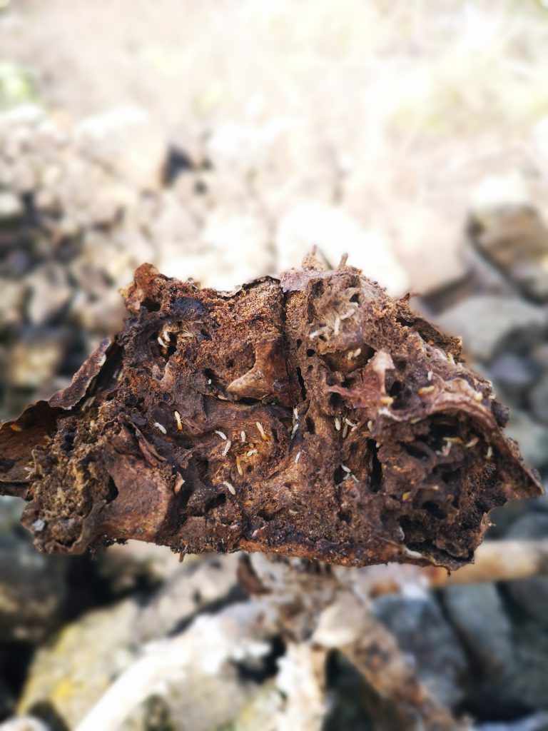 El Cabildo de Tenerife comienza a colocar los cebos para atajar la plaga de termitas en origen