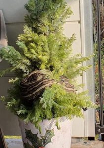 Una Pareja Encuentra Una Serpiente Pitón Enroscada En Su Árbol De Navidad 1 14C8013500648B972D05D2A01F8E853A7C8338Cb 161X229 X0Y210W480H683