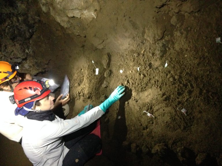 Estudian en el Teide la descomposición de la materia orgánica con bolsitas de té