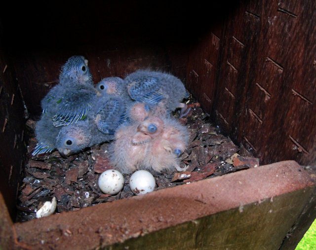 Loro Parque Fundación Salva A 10 Especies De Loros De Su Total Extinción En La Naturaleza 1