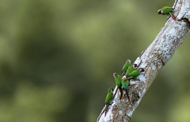 Loro Parque Fundación Salva A 10 Especies De Loros De Su Total Extinción En La Naturaleza 2