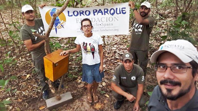 Loro Parque Fundación Salva A 10 Especies De Loros De Su Total Extinción En La Naturaleza 3