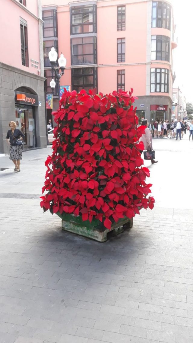 Plantacion De Pascuas Triana 26 Nov 2019