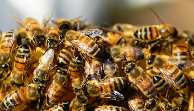 abejas