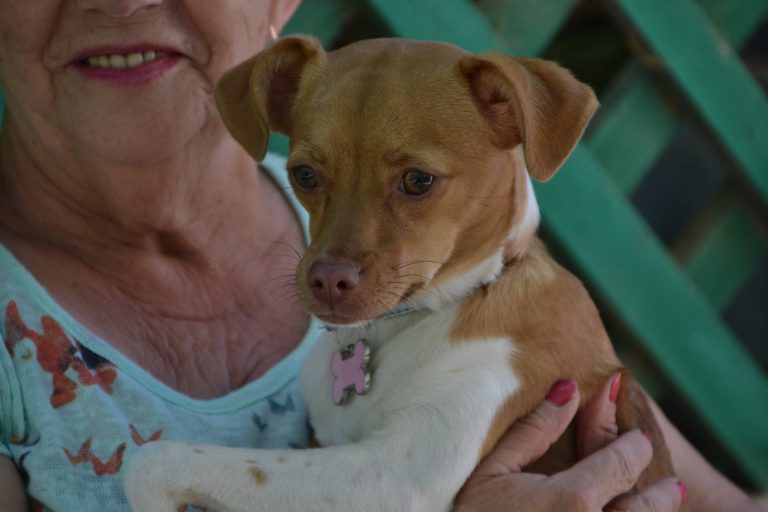 El Albergue Municipal de Mascotas Agüimes relanza esta Navidad la campaña para fomentar la adopción de mascotas