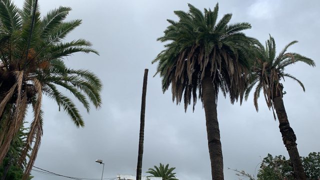 palmera