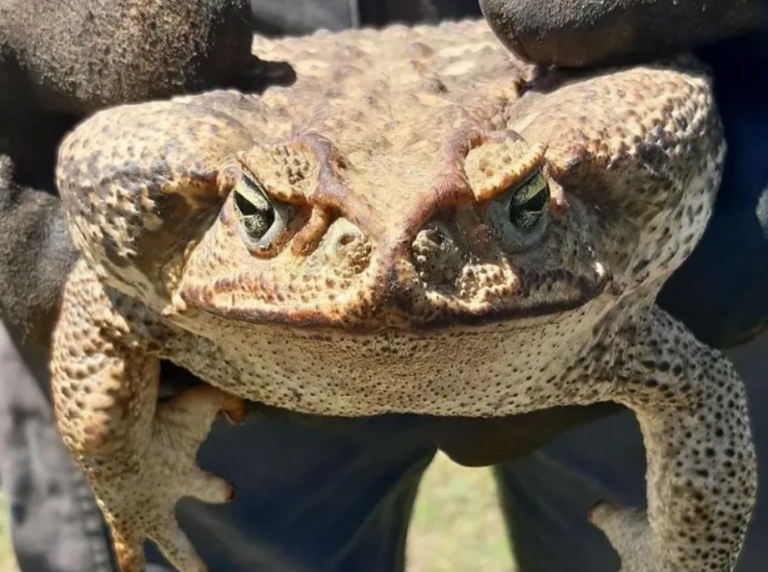 Encuentran un sapo gigante y extremadamente venenoso en Argentina