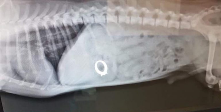 Pierde un anillo de miles de euros y un detector de metales lo encuentra en el interior de su perro