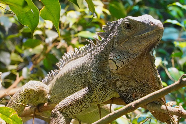 Alerta en Florida por una ‘lluvia de iguanas congeladas’