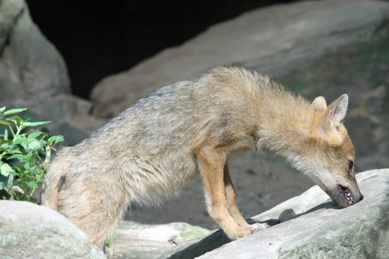 Un padre estrangula con sus propias manos al coyote que atacó a su hijo