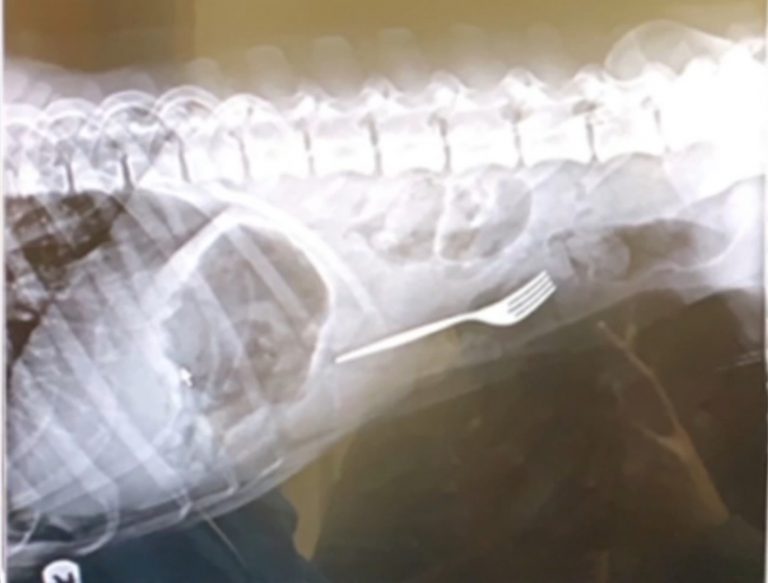 Un perro se traga un tenedor al ofrecerle su dueña un trozo de pastel