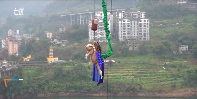 Polémica: obligan a un cerdo a hacer puenting desde 70 metros de altura
