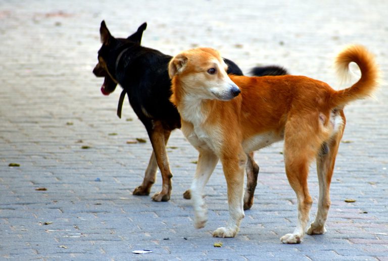 Una manada de perros callejeros irrumpe en un quirófano y acaba supuestamente con la vida de un recién nacido