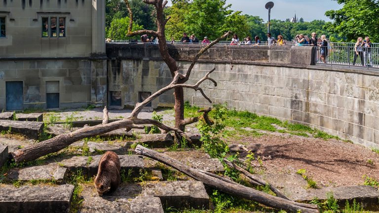 Deniegan a un italiano la nacionalidad suiza por no saber que los lobos y los osos comparten jaula en el zoo