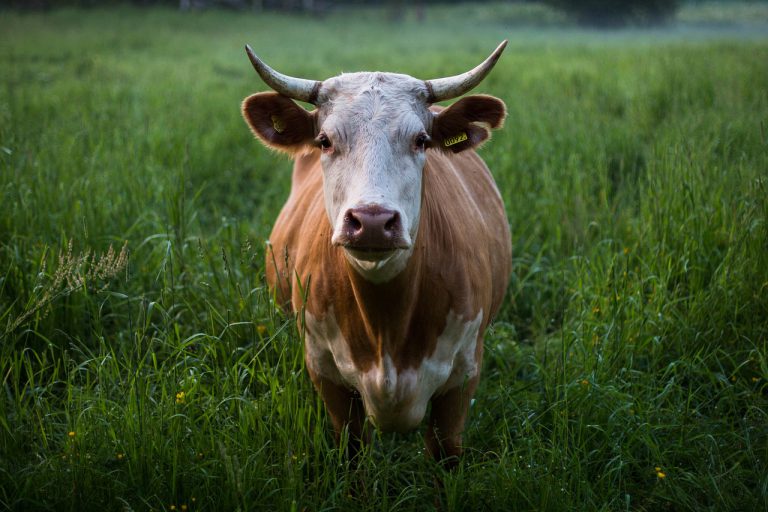 Un agente dispara a un perro policía después de que éste atacara a una vaca durante una investigación en una granja