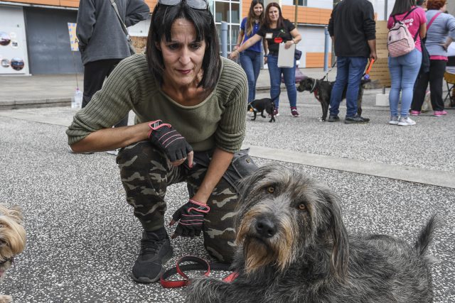 Feria Adopción Animales 1 9