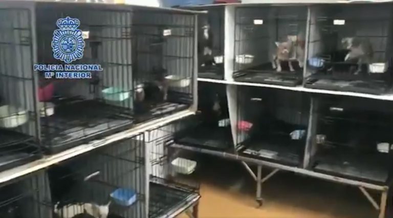 Desmantelan dos criaderos de perros en Madrid: algunos estaban muertos, congelados y con las cuerdas vocales seccionadas