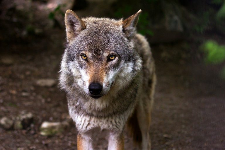 Convive en Galicia durante años con un lobo ibérico pensando que era un perro