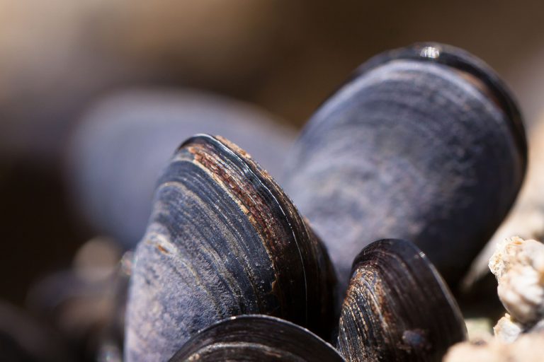 Encuentran medio millón de mejillones cocinados solos por culpa del calentamiento