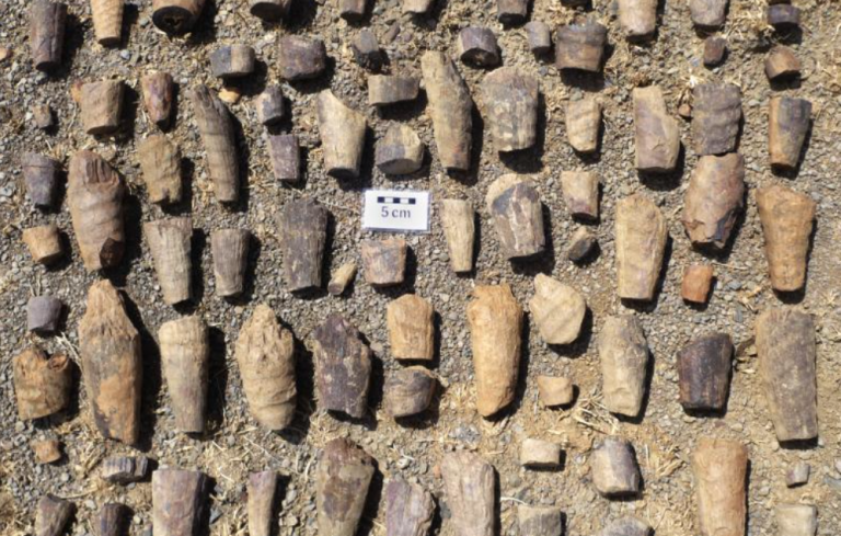 Hallan un fósil marino de 465 millones de años en Cabañeros