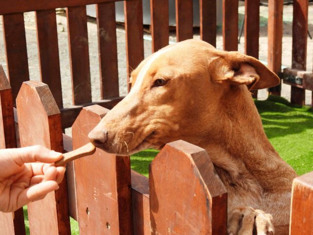 El Albergue Municipal De Agüimes Utiliza Las Redes Sociales Para Promover La Adopción De Animales 2 Dscn2069 Copia