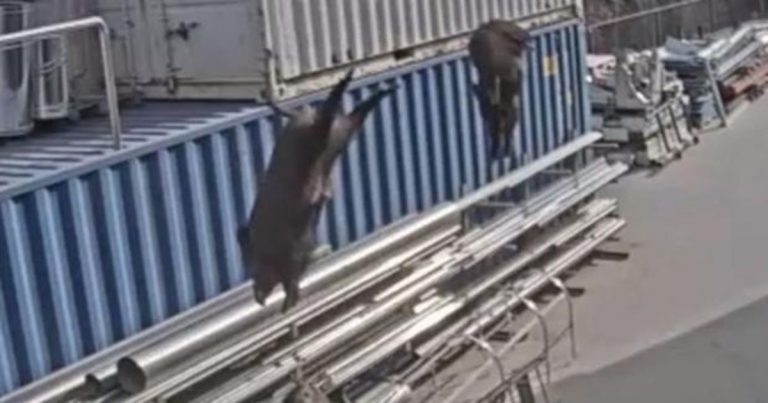 Un grupo de jabalíes salta desde la azotea de una fábrica en Gerona