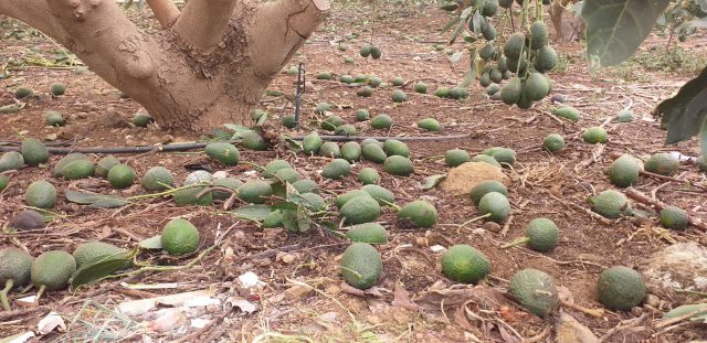 aguacates temporal