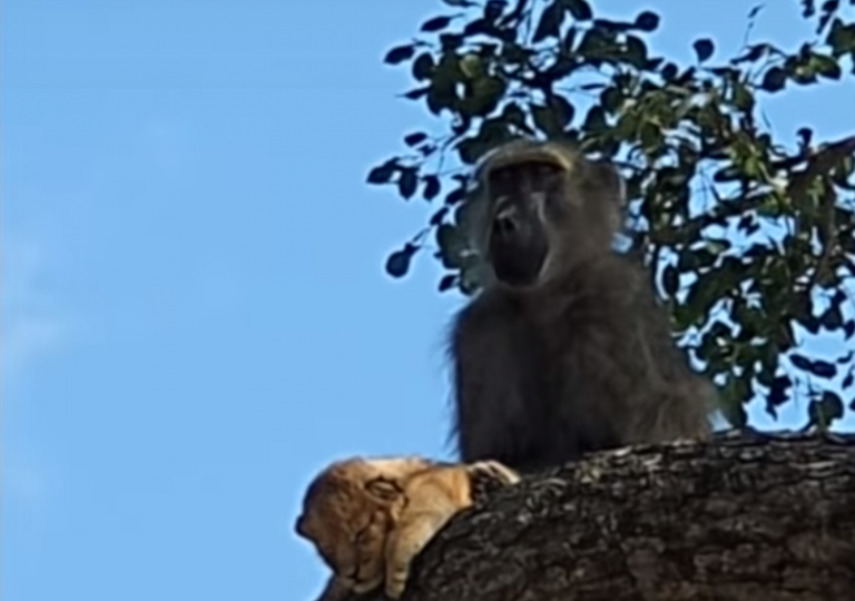 Un mono ‘secuestra’ un cachorro de león y lo retiene en la rama de un árbol
