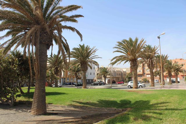 Palmera Arinaga 2