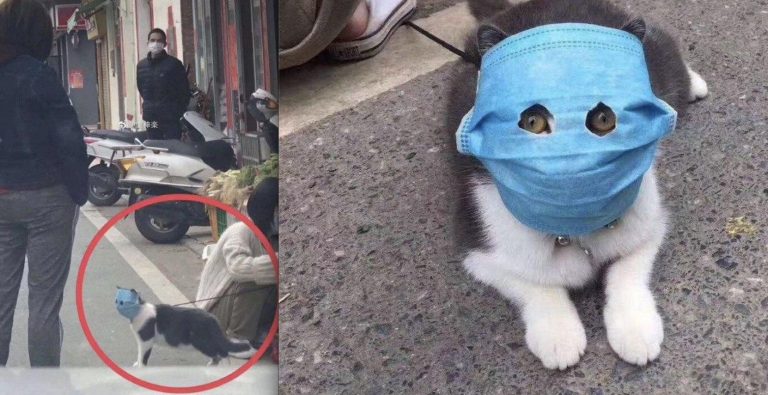 Los chinos comienzan a poner mascarillas a sus mascotas para combatir el coronavirus