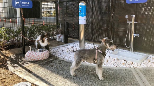 perros